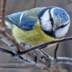 Atraer páridos al jardín