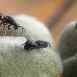 Enfermedades y parásitos del almendro