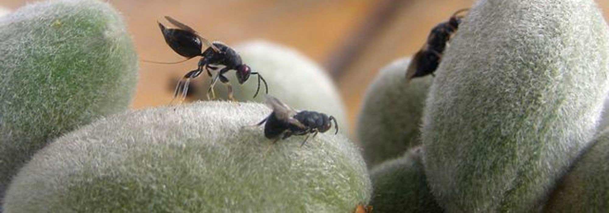 Enfermedades y parásitos del almendro