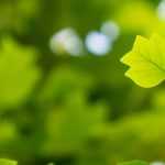 7 árboles de follaje insólito