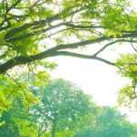 6 árboles hermosos todo el año