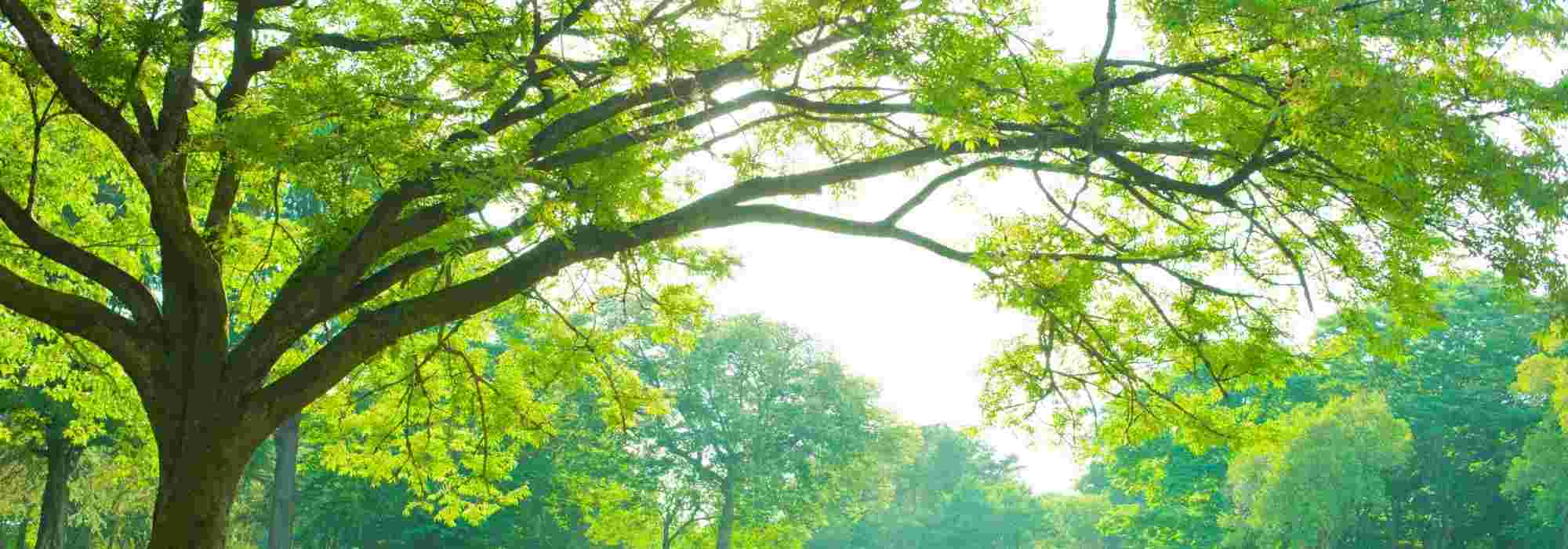 6 árboles hermosos todo el año