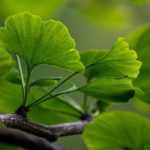 6 árboles de brotación tardía