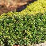 6 arbustos para seto bajo