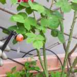 ¿Cómo instalar un sistema de riego automático en balcón o terraza?