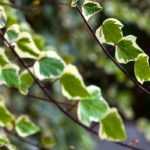 Hiedra en macetas: 5 ideas de combinaciones