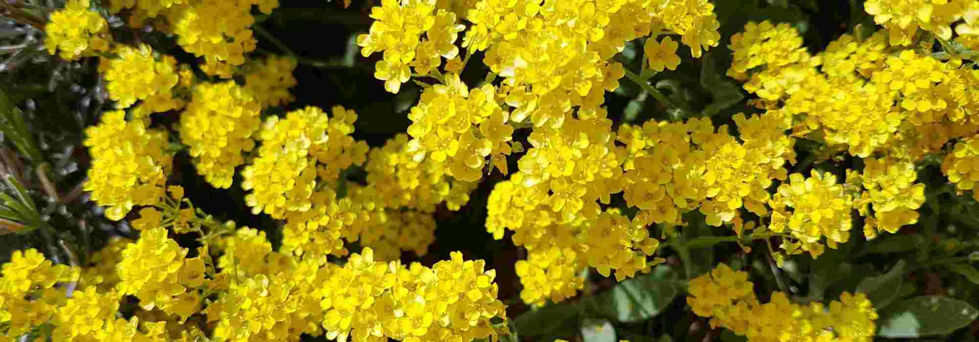 Asociar aliso de roca o cesta de oro