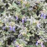 Asociar el Teucrium