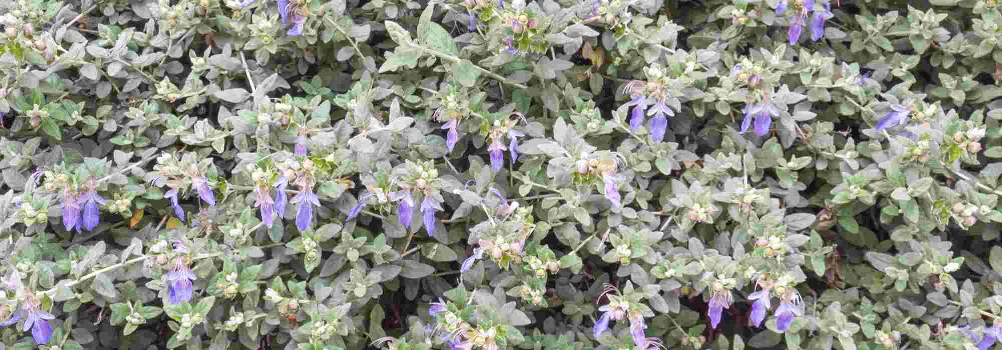Asociar el Teucrium