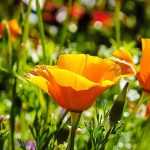 Combinar flores de color naranja