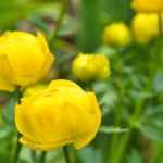 Asociar trollius