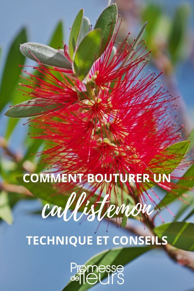 esquejar callistemon