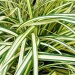 6 carex con follaje variegado