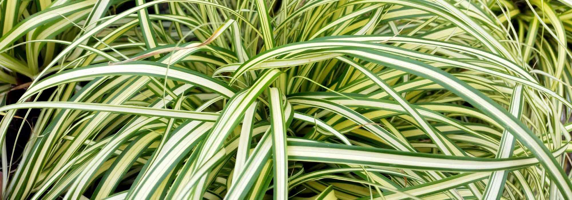 6 carex con follaje variegado