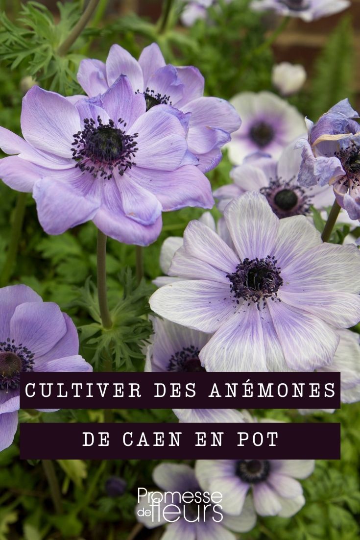 cultivar anémona de Caen en maceta