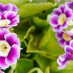 Cultivar Primula auricula en macetas