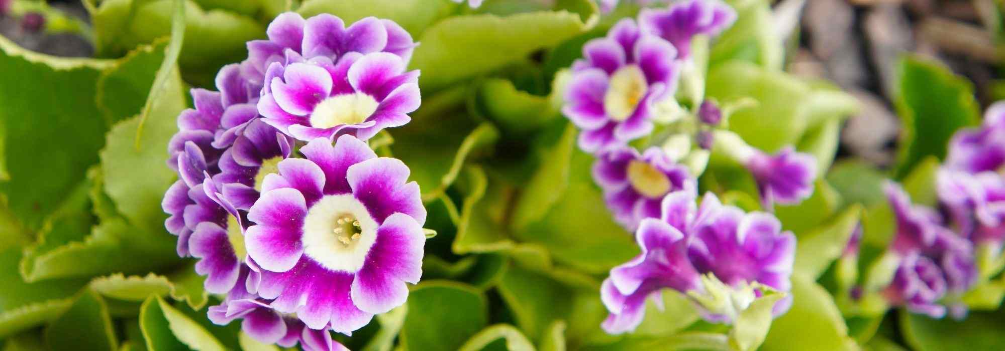 Cultivar Primula auricula en macetas