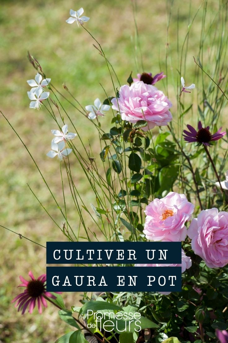 cultivar un gaura en maceta