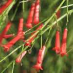 Cultivar Russelia en macetas