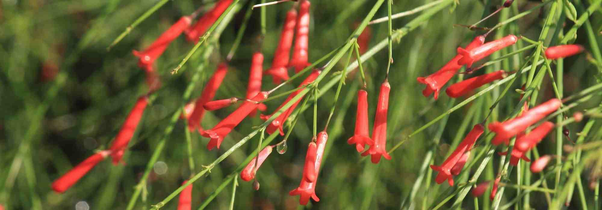 Cultivar Russelia en macetas