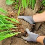 ¿Cómo dividir una vivácea?