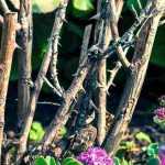 ¿Cómo quitar un rosal viejo?