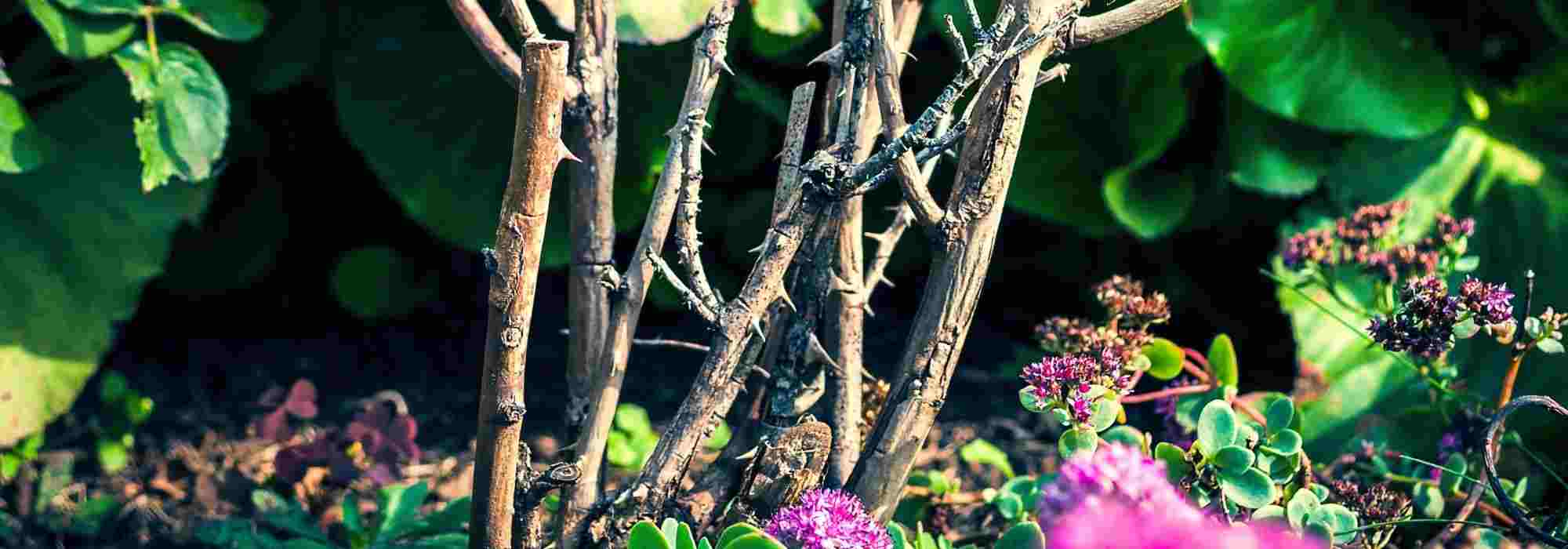 ¿Cómo quitar un rosal viejo?