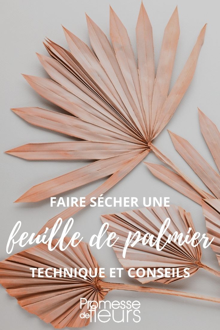 secar hojas de palmera