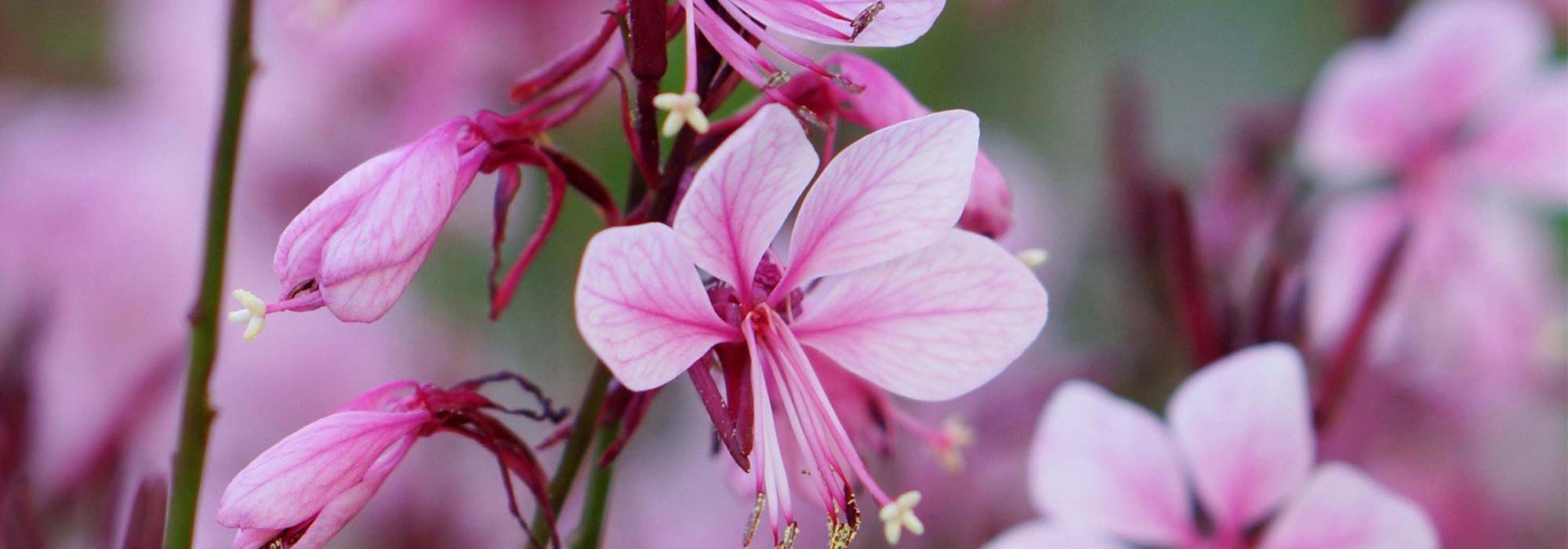 Cultivar Gaura en macetas