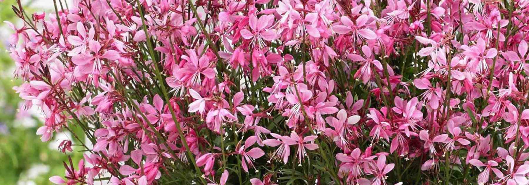 ¿Cómo multiplicar el Gaura? Nuestro tutorial