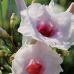 6 plantas trepadoras que florecen durante todo el verano