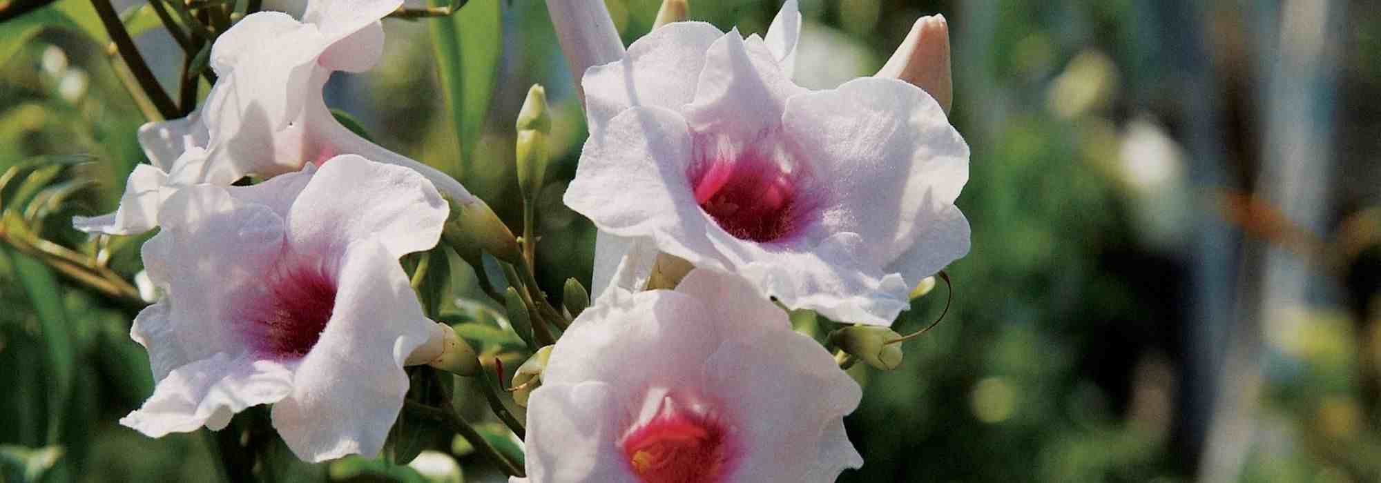 6 plantas trepadoras que florecen durante todo el verano