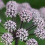 Asociar las angélicas