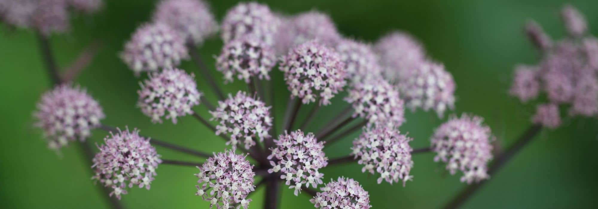 Asociar las angélicas