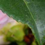 Camelia enferma: ¿qué hacer?