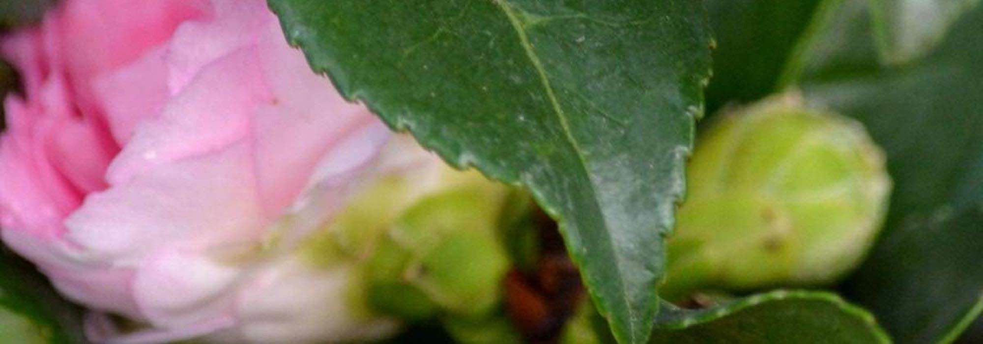 Camelia enferma: ¿qué hacer?