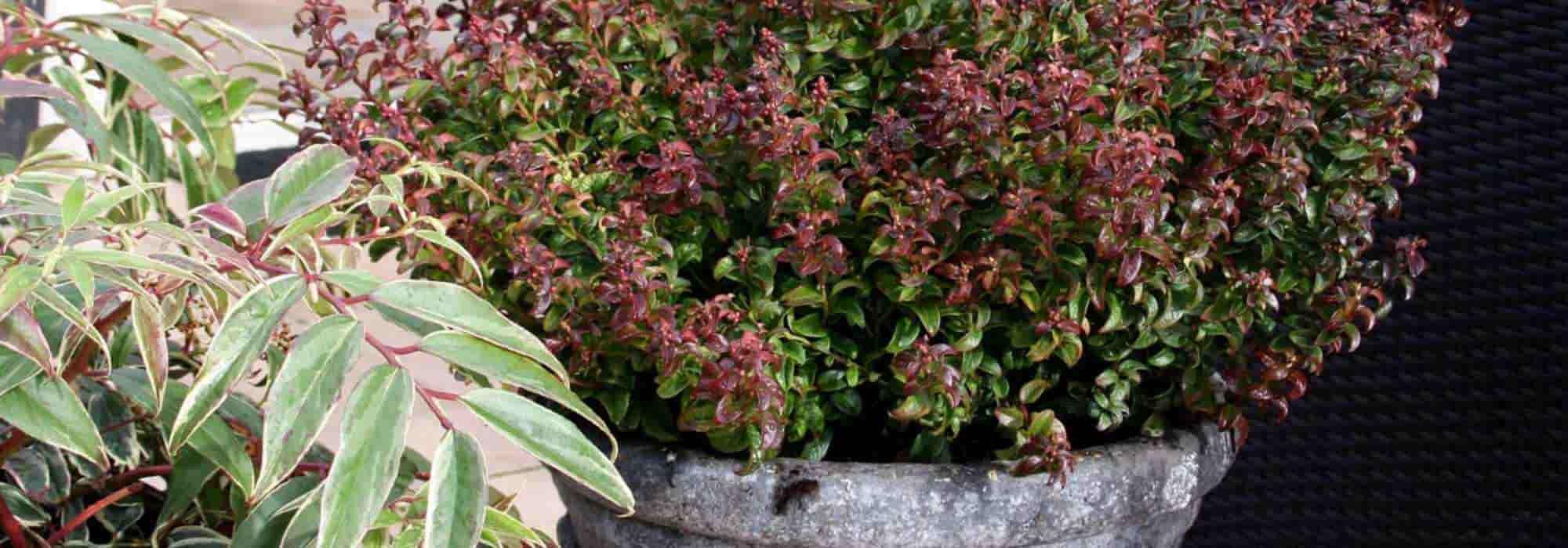 Cultivar leucothoe en macetas