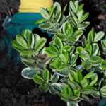 Plantación: las falsas buenas ideas