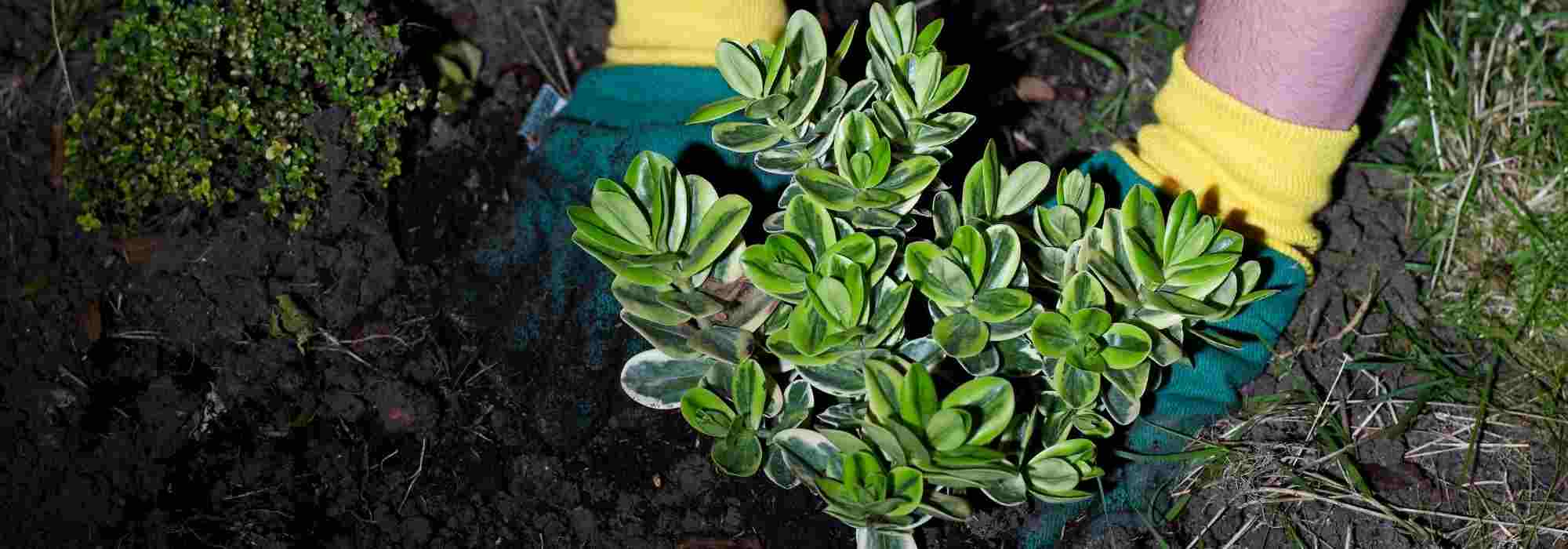 Plantación: las falsas buenas ideas