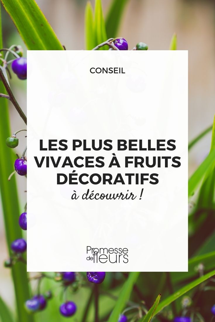 las vivaces más bellas con frutos decorativos