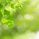 Luz en el jardín: exposición, horas de sol, sombra y luminosidad