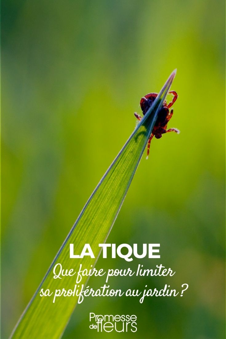 combatir las garrapatas en el jardín