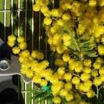 ¿Cuándo y cómo podar una Mimosa?