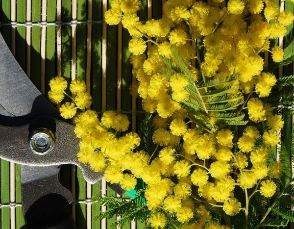 ¿Cuándo y cómo podar una mimosa?