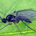 Mosca del sustrato: ¿Cómo eliminarla?