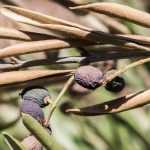 Enfermedades y parásitos del olivo en tallo