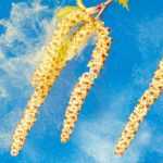 Alergia al polen: ¿cómo prevenirla?