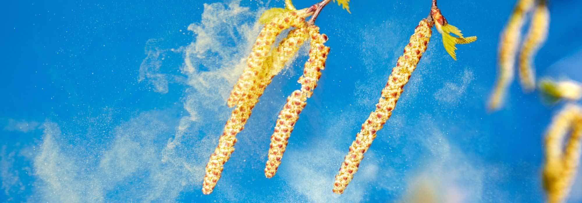 Alergia al polen: ¿cómo prevenirla?