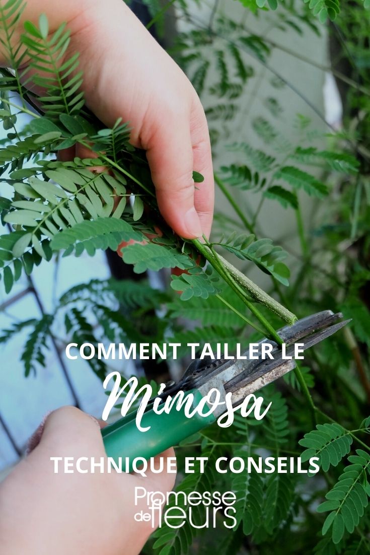 podar la mimosa
