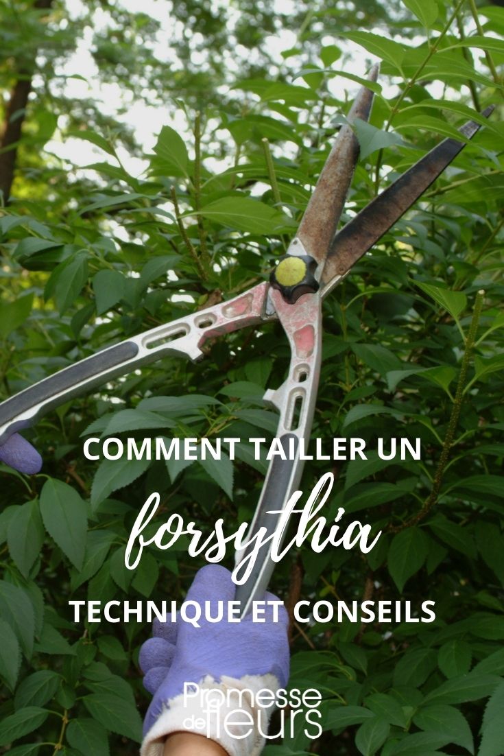 Podar un forsythia